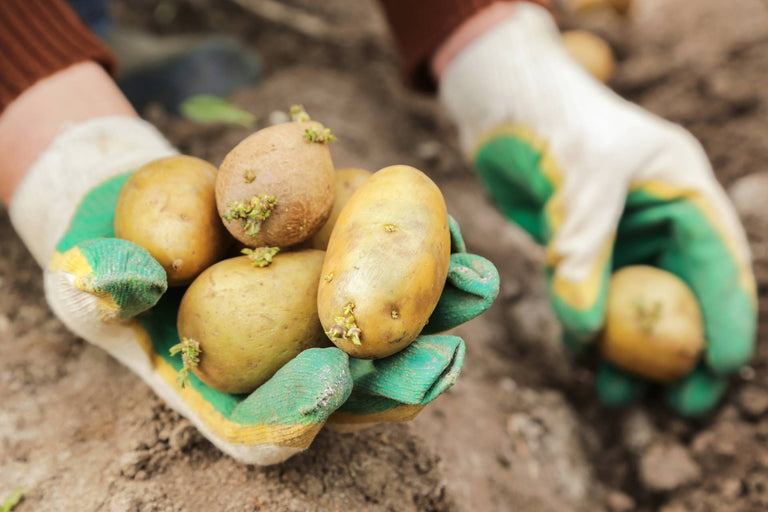 Je eigen aardappels poten en kweken? Zo doe je dat