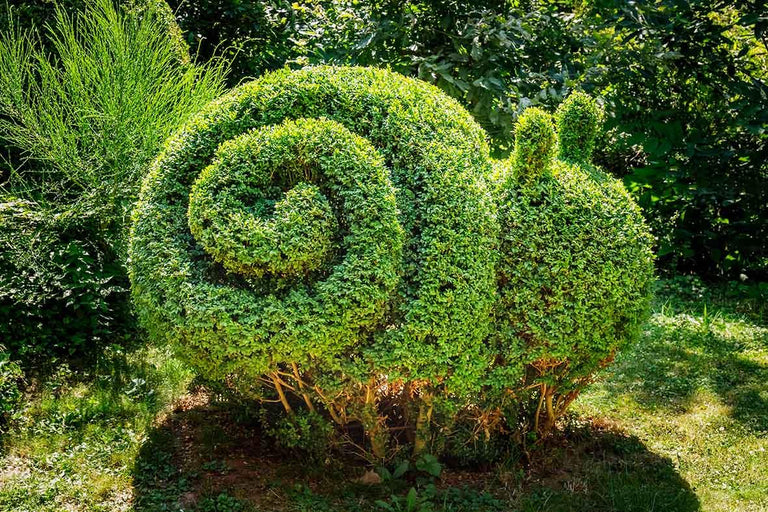 Buxus snoeien, knippen en stekken? Zo doe je dat!