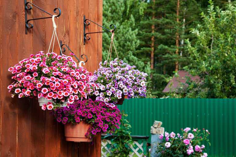 Hangplanten buiten in de volle zon? Deze soorten overleven de zomerse hitte