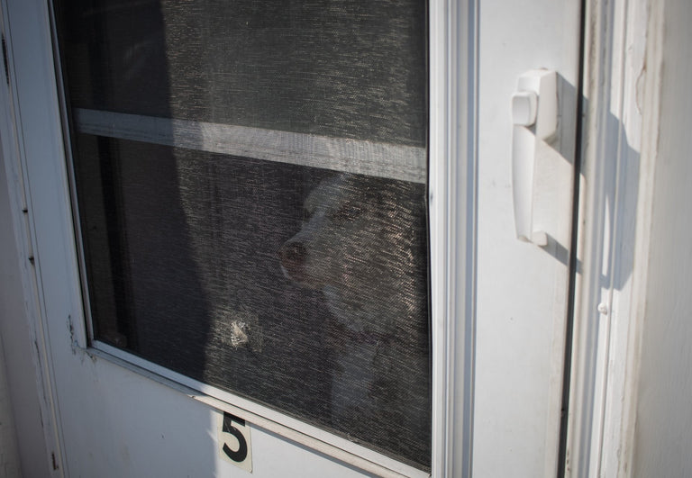 Welke hor is bestand tegen honden en katten? De beste opties op een rij