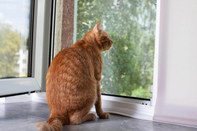 Welke hordeuren zijn geschikt voor katten?