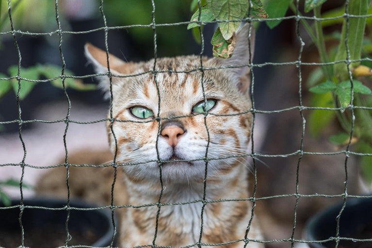 Zo kun je katten op een vriendelijke manier uit de tuin houden