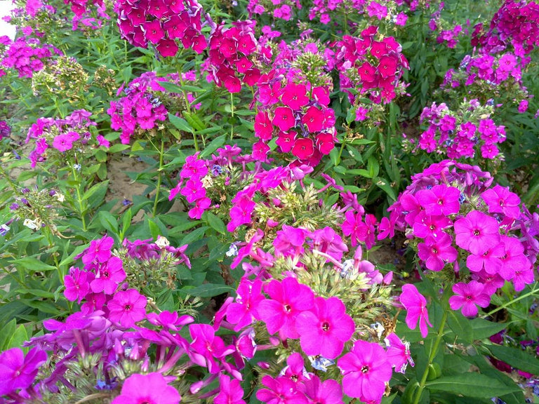 De phlox (flox) snoeien: zo doe je dat!