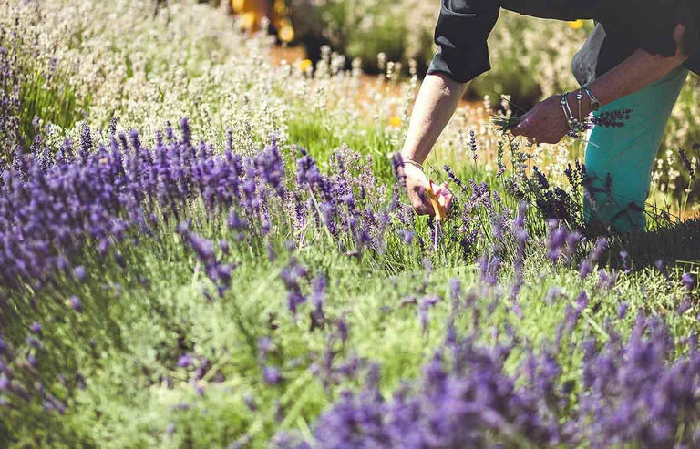 Lavendel snoeien, bemesten en knippen. Zo doe je dat!