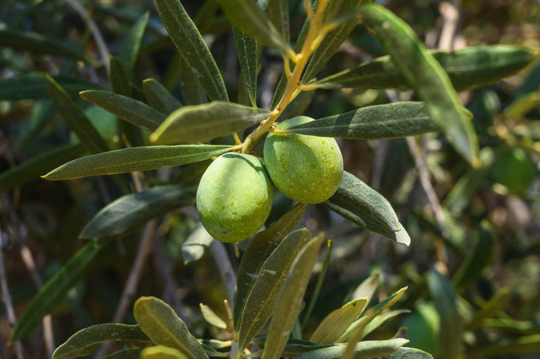 Mediterrane tuin aanleggen in Nederland: planten, grind en warme sferen