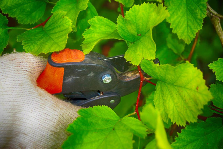 Wanneer kun je een meidoorn snoeien?