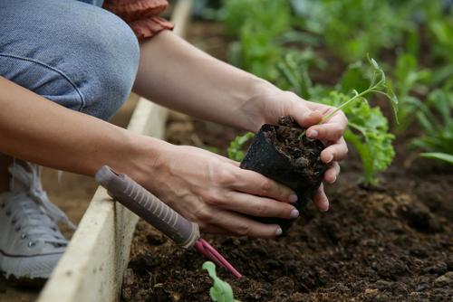 Moestuin aanleggen en bemesten: een handig stappenplan!