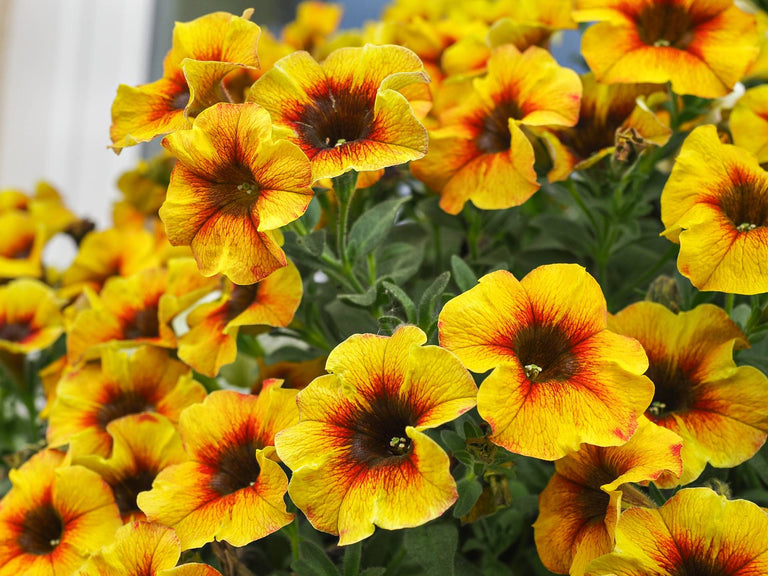 Alles over de verzorging van de (Petunia) Calibrachoa
