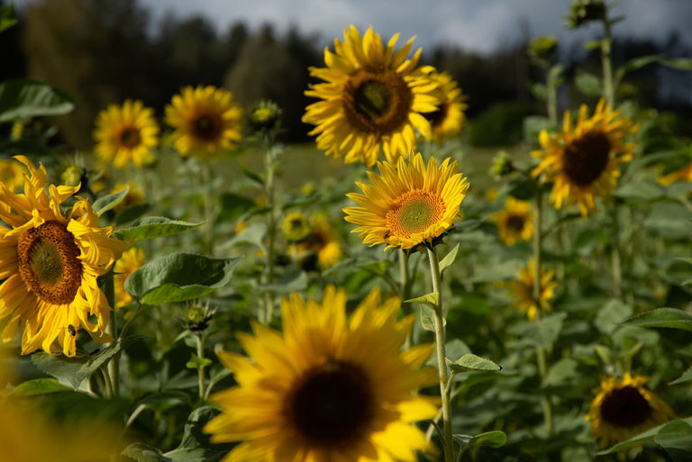 Wanneer kun je het beste zonnebloemen zaaien?