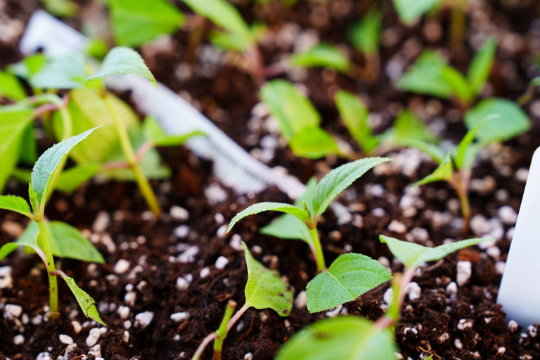 Wat is perliet en waarom zijn je planten er dol op?