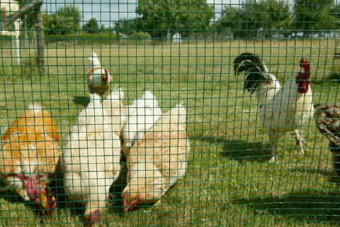 Dirickx Aravis gaas vierkant maas 13mm groen 1mx10m