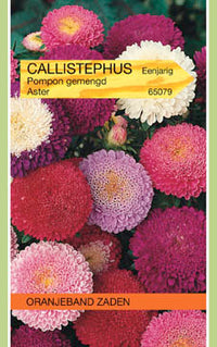 Aster Pompon Callistephus gemengd 50cm