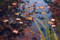 Ubbink vijverafdeknet 0,01x400x300cm 1 stuk