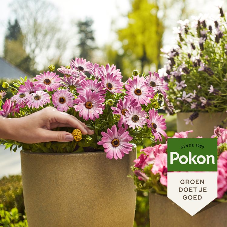 Pokon Terras & balkon voedingskegels 40st