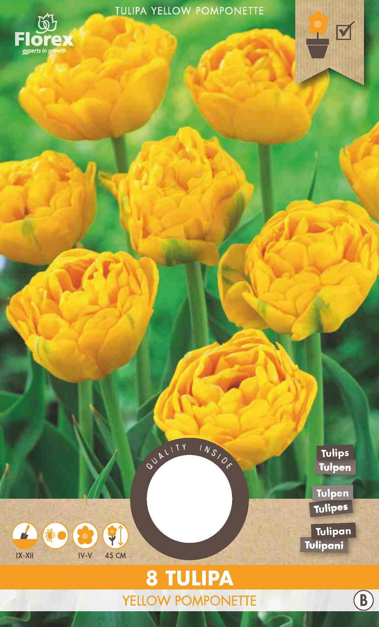 Tulp Yellow Pomponette 8 stuks