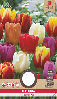 Tulp Triumph gemengd 8 stuks