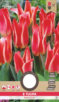 Tulp Greigii Quebec 8 stuks