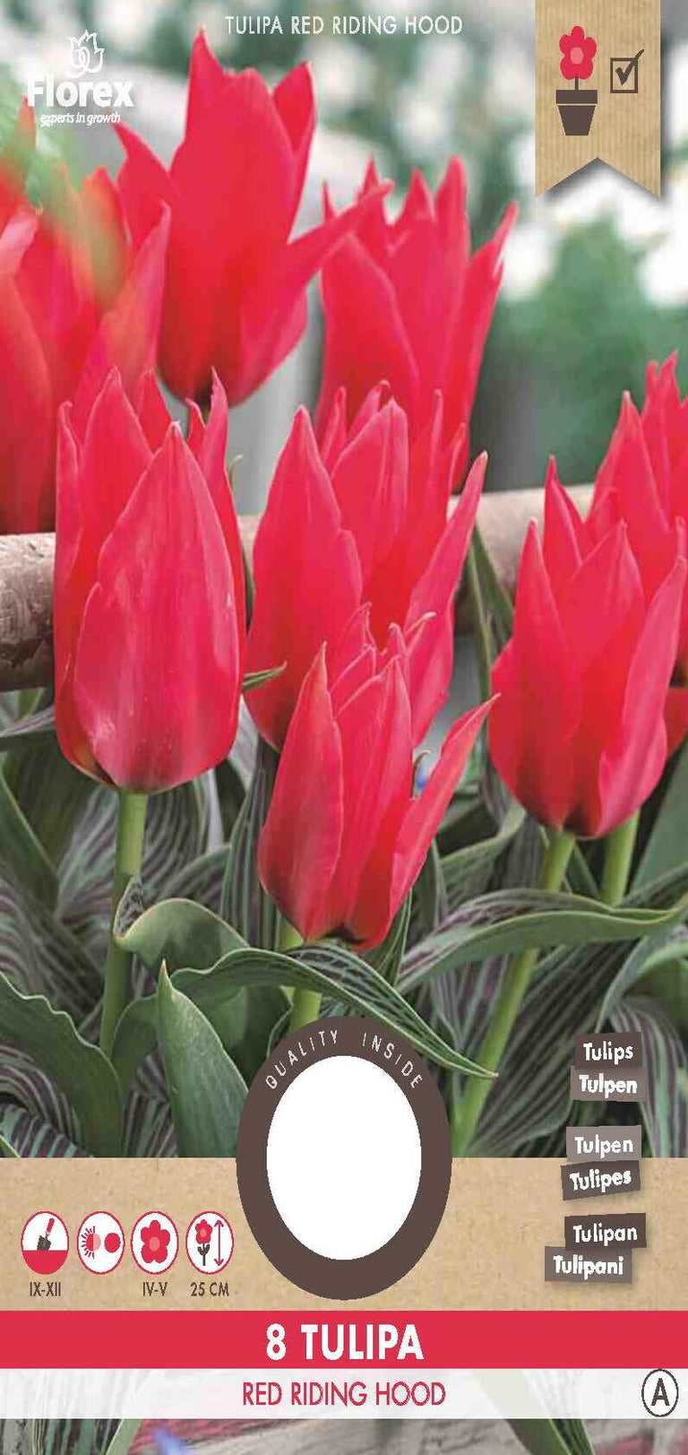 Tulp Greigii Oriental Beauty 8 stuks