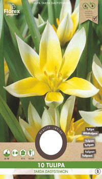 Tulp Tarda Dasystemon 12 stuks