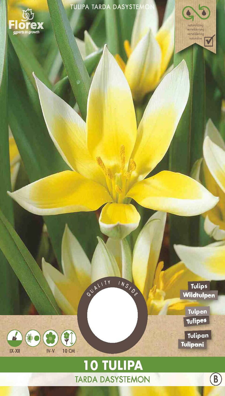 Tulp Tarda Dasystemon 12 stuks