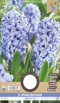 Hyacinth Delft Blue 5 stuks