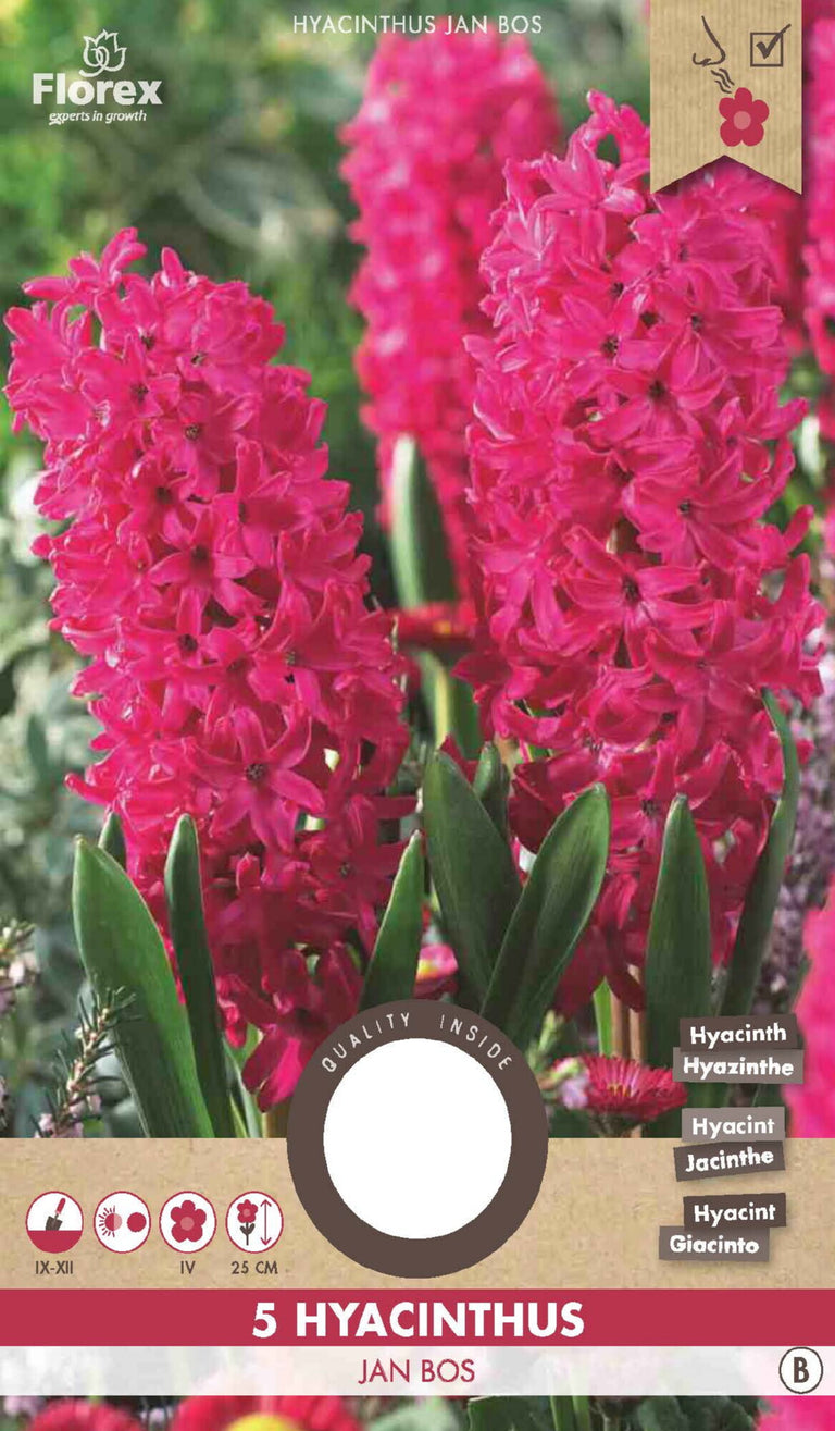 Hyacinth Jan Bos 5 stuks