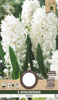 Hyacinth Aiolos 5 stuks