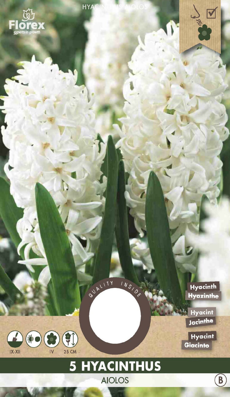 Hyacinth Aiolos 5 stuks