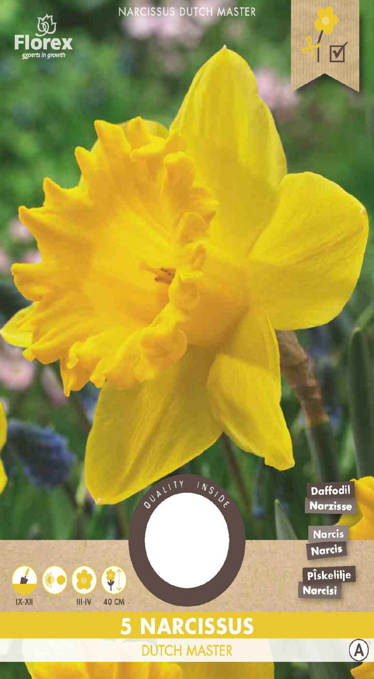 Narcis grootkronig Dutch Master 5 stuks