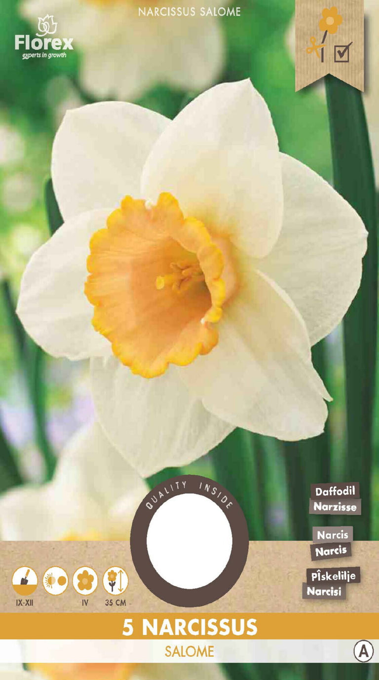 Narcis Grootkronig Salome 5 stuks