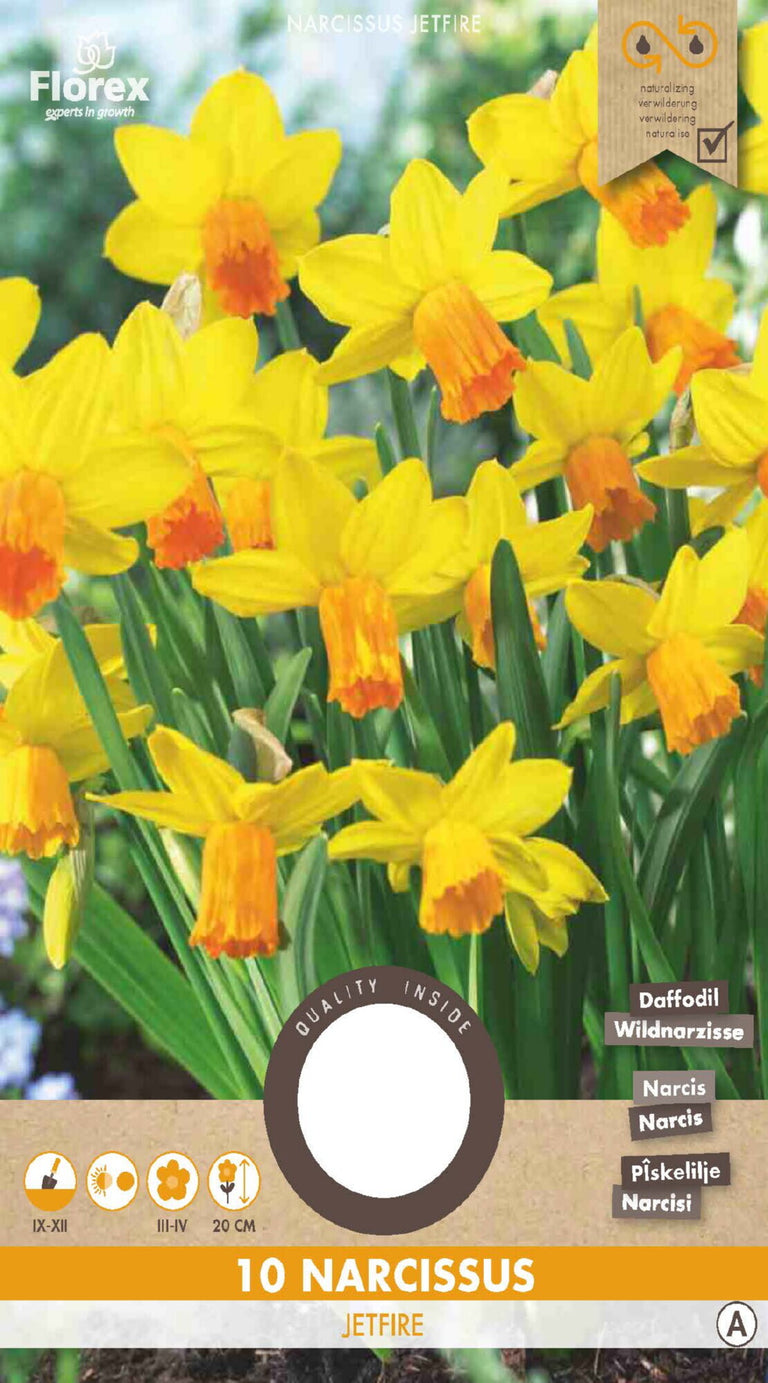 Narcis Botanisch Jetfire 10 stuks
