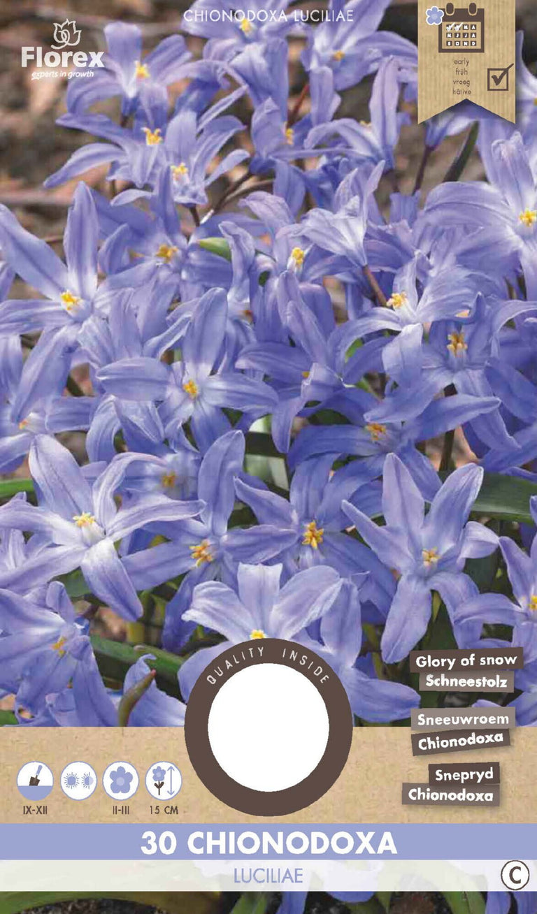 Chionodoxa Luciliae 30 stuks