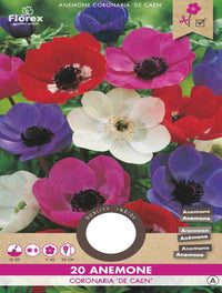 Anemone De Caen gemengd 15 stuks