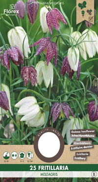 Fritillaria Meleagris KIievietsbloem 25 stuks