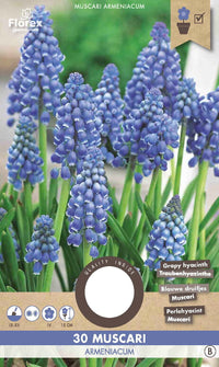 Muscari Armeniacum 30 stuks