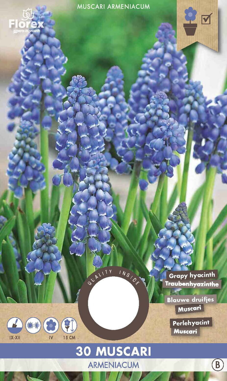 Muscari Armeniacum 30 stuks