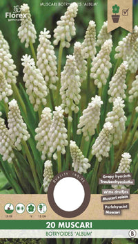 Muscari Botryoides Album 15 stuks