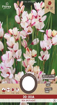 Ixia Spotlight 20 stuks