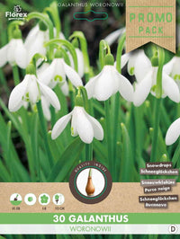 Sneeuwklokje Galanthus Woronowii 30 stuks