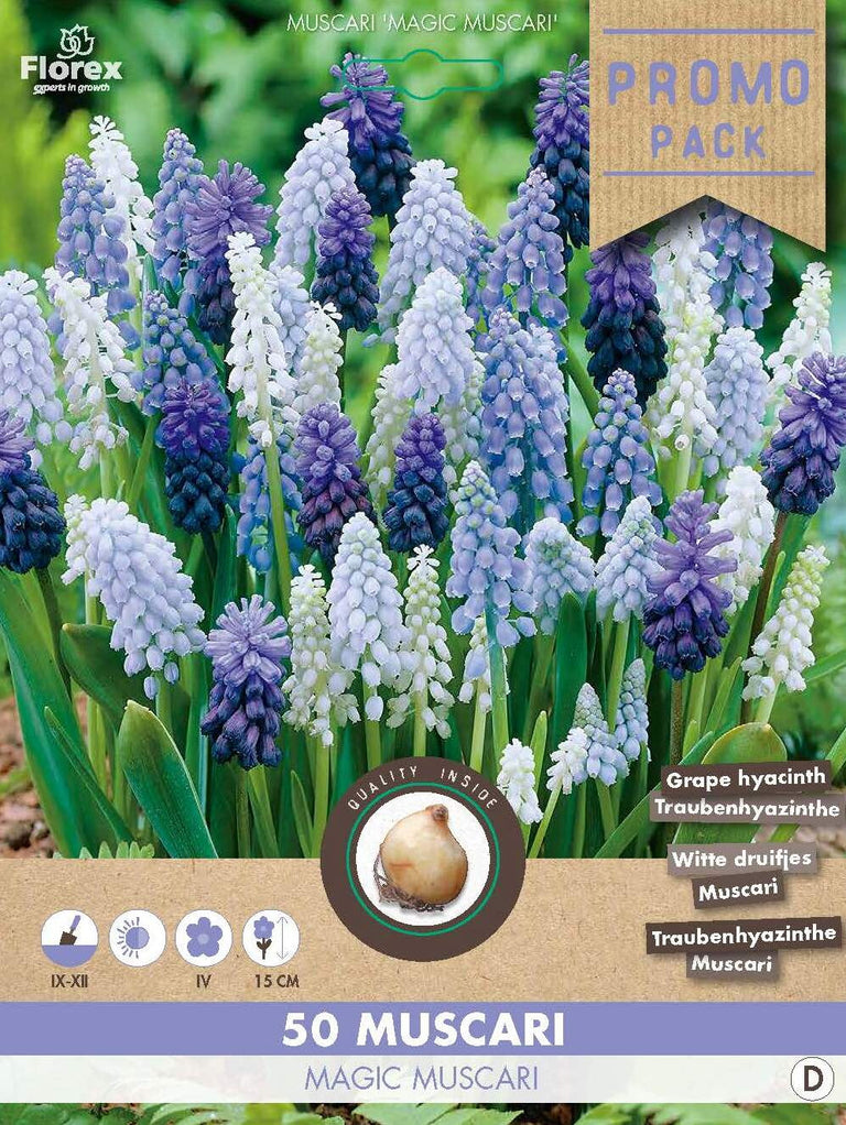Muscari Magic 50 stuks
