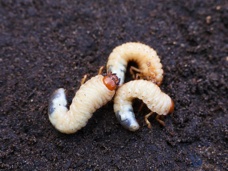 Pakket: Aaltjes Tegen Rouwvliegjes (meer dan 10 planten) Bio Vangplaatjes 15st