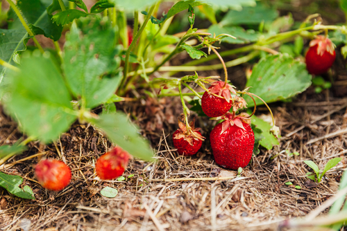 aardbeien kweken