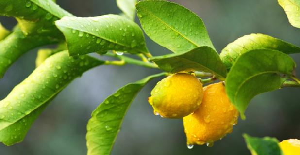 Een citroenboom verzorgen?