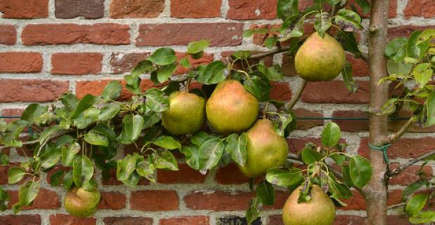 Een perenboom snoeien: hoe en wanneer doe je dat?