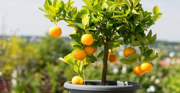 Je sinaasappelboom verzorgen