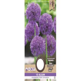 Allium Purple Sensation 10 stuks