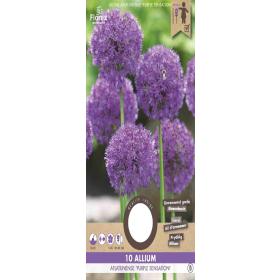 Allium Purple Sensation 10 stuks