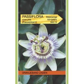 Passiebloem Passiflora 5m